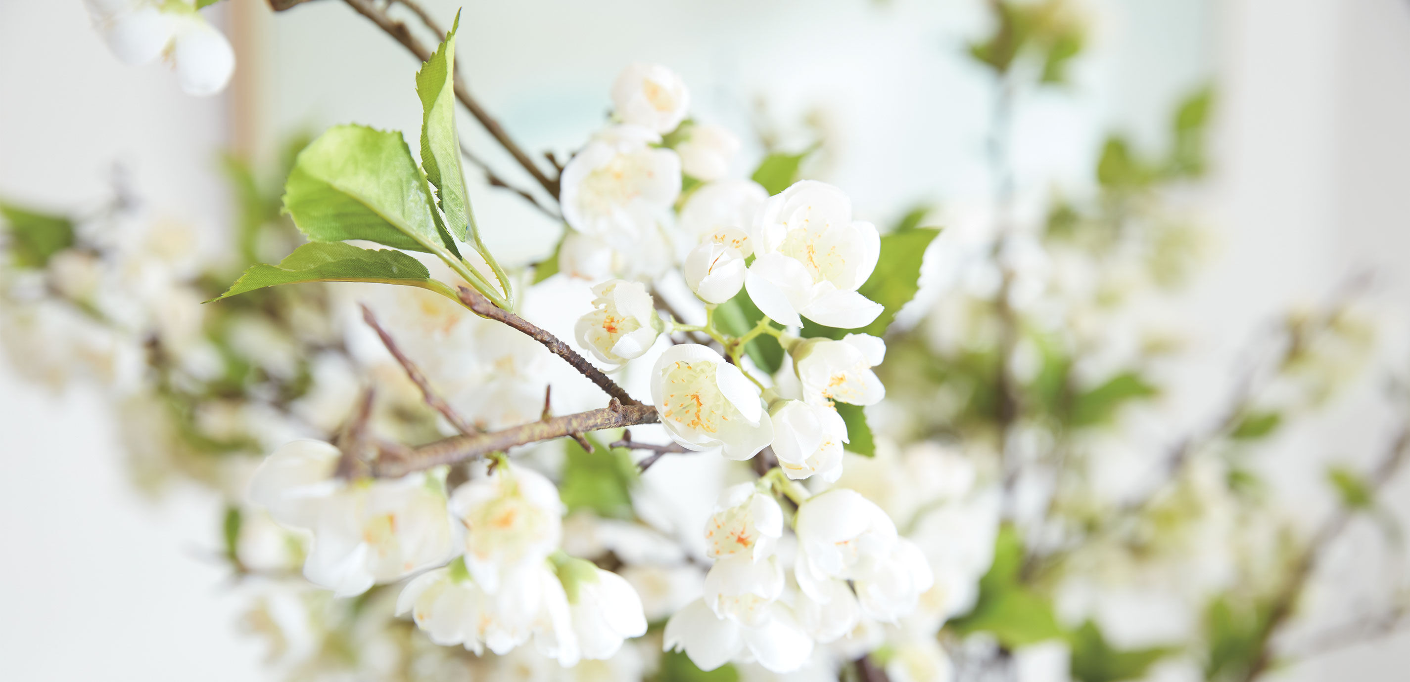 White Plum Blossom Arrangement in Tall Vase_7
