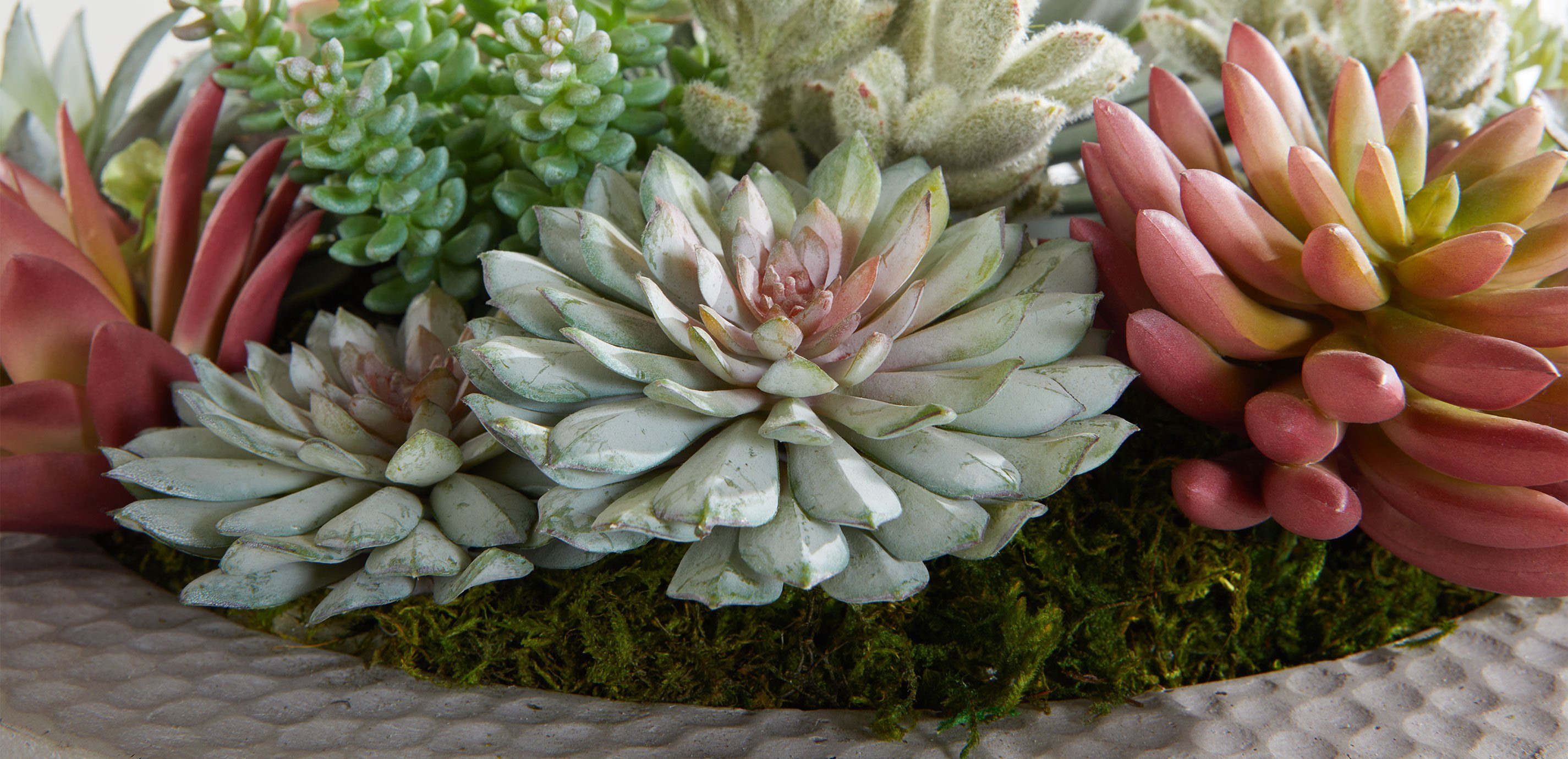 Mixed Succulents in Gray Bowl_5