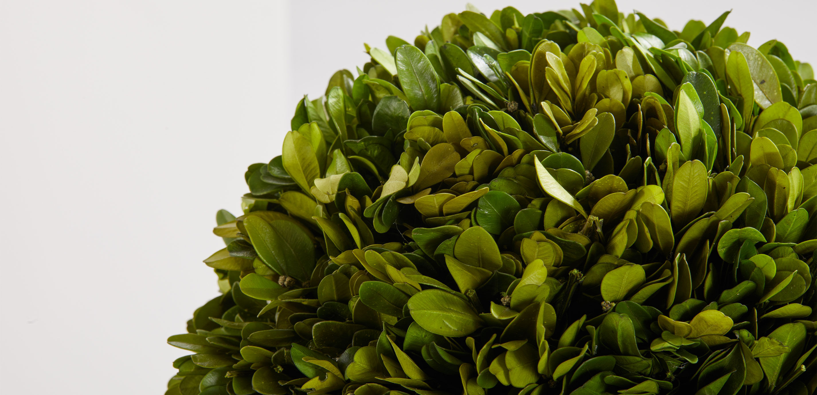 Small Faux Boxwood Plant in Ivory Pot | Ethan Allen