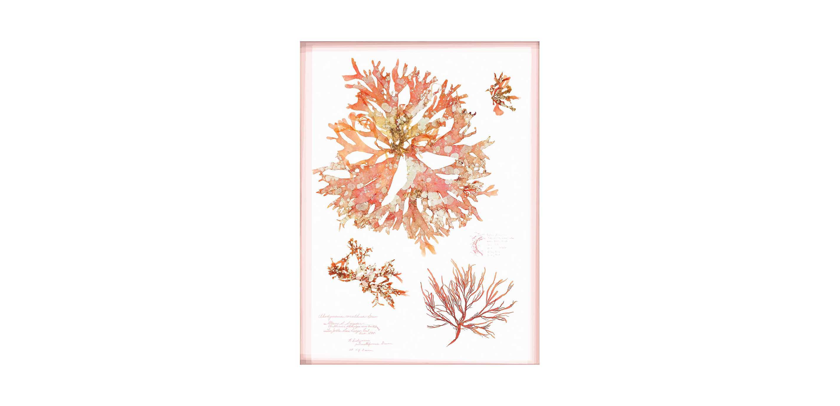 Coral Pressings I
