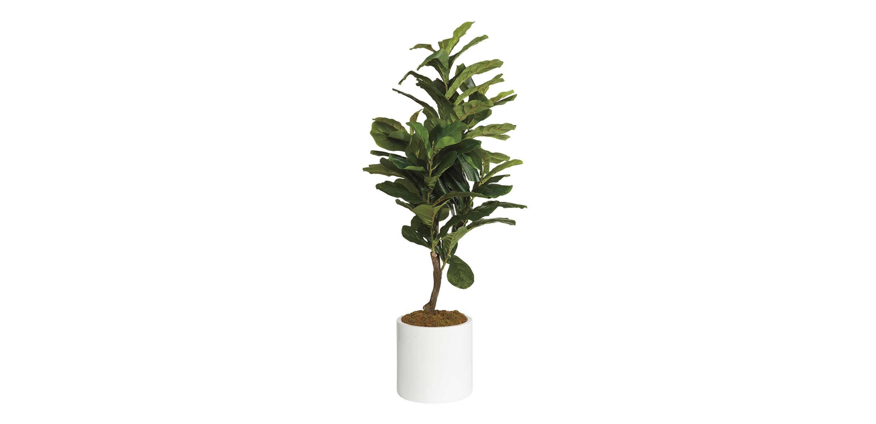Fiddle-Leaf Tree in White Pot