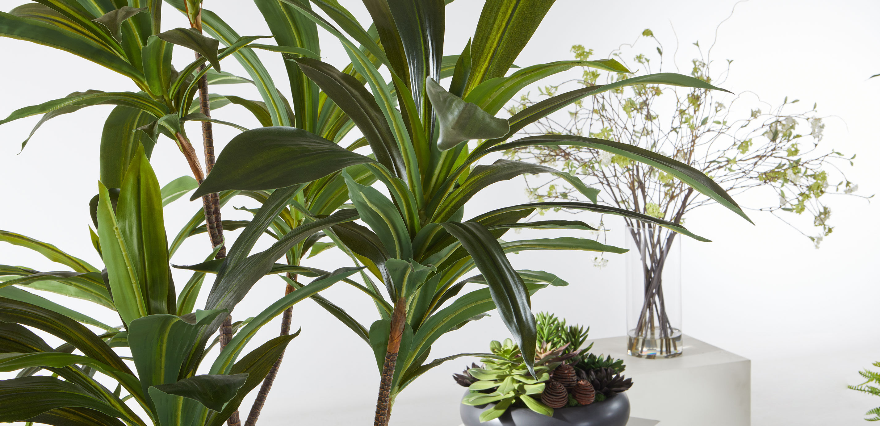 Dracaena Tree_7