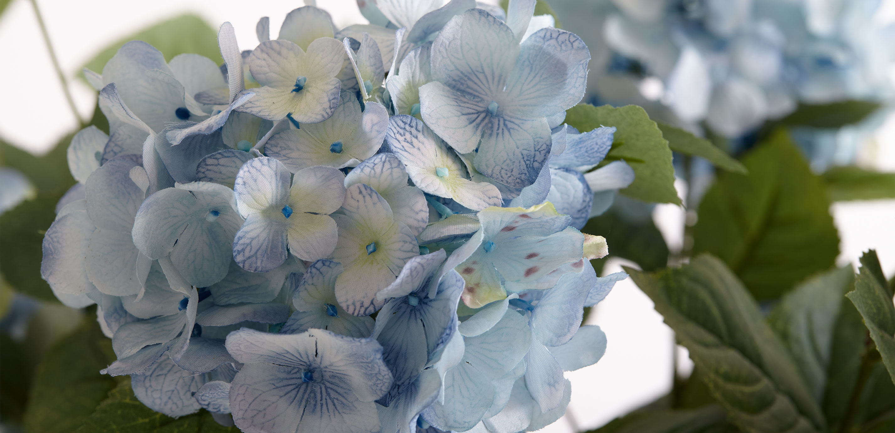 Blue Hydrangeas in Glass Vase_1
