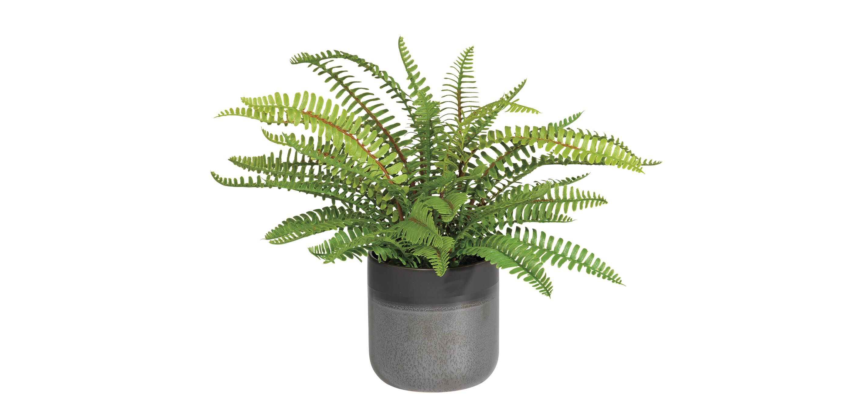 Boston Fern in Black Vase_1