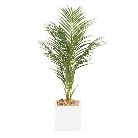 Palm in Square White Pot image