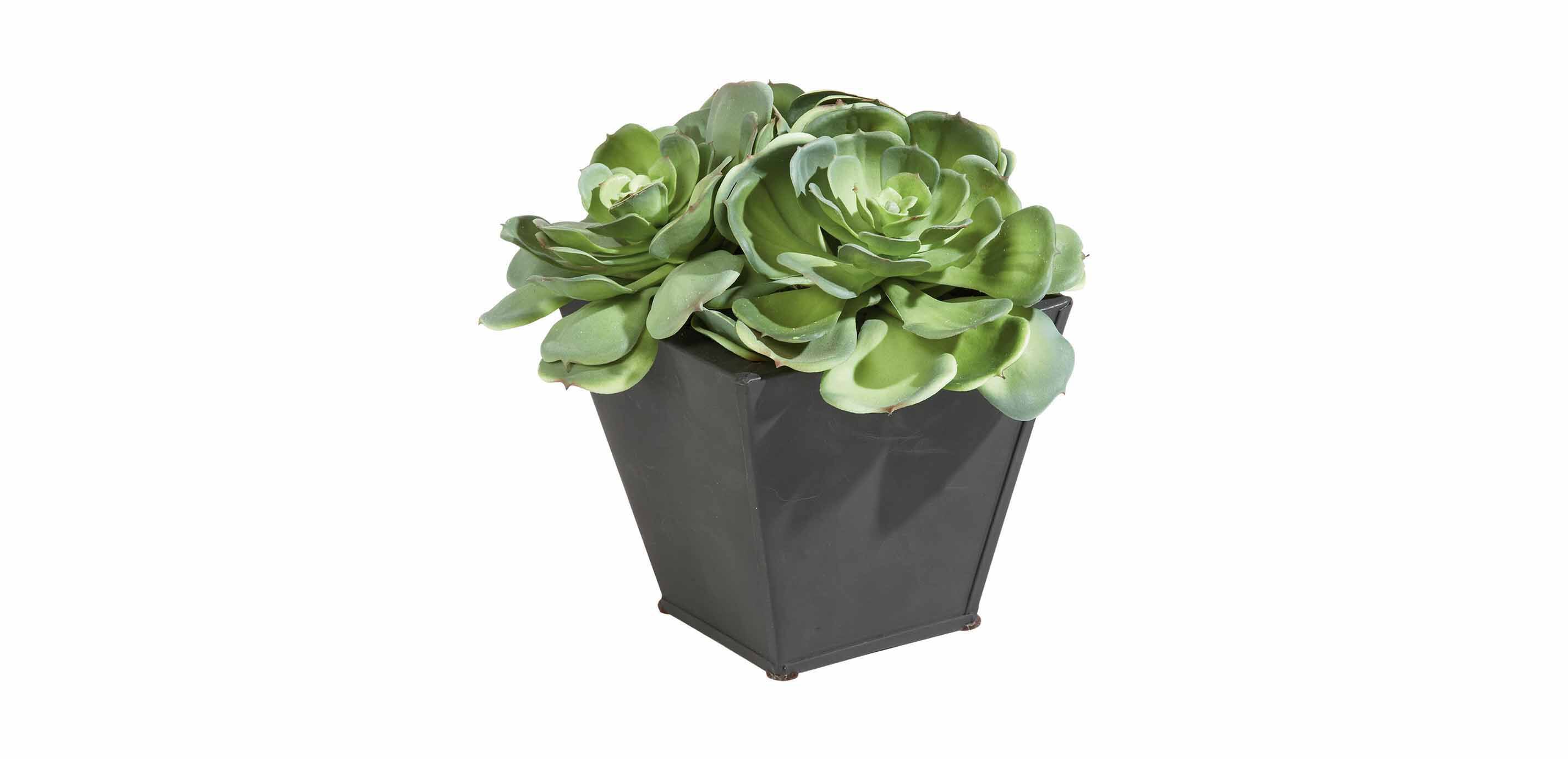 Plante Grasse en Conteneur M&eacute;tallique