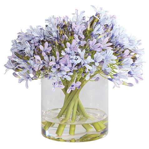 Blue Agapanthus Bouquet in Cylinder Vase image