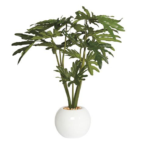 Philodendron in White Pot image