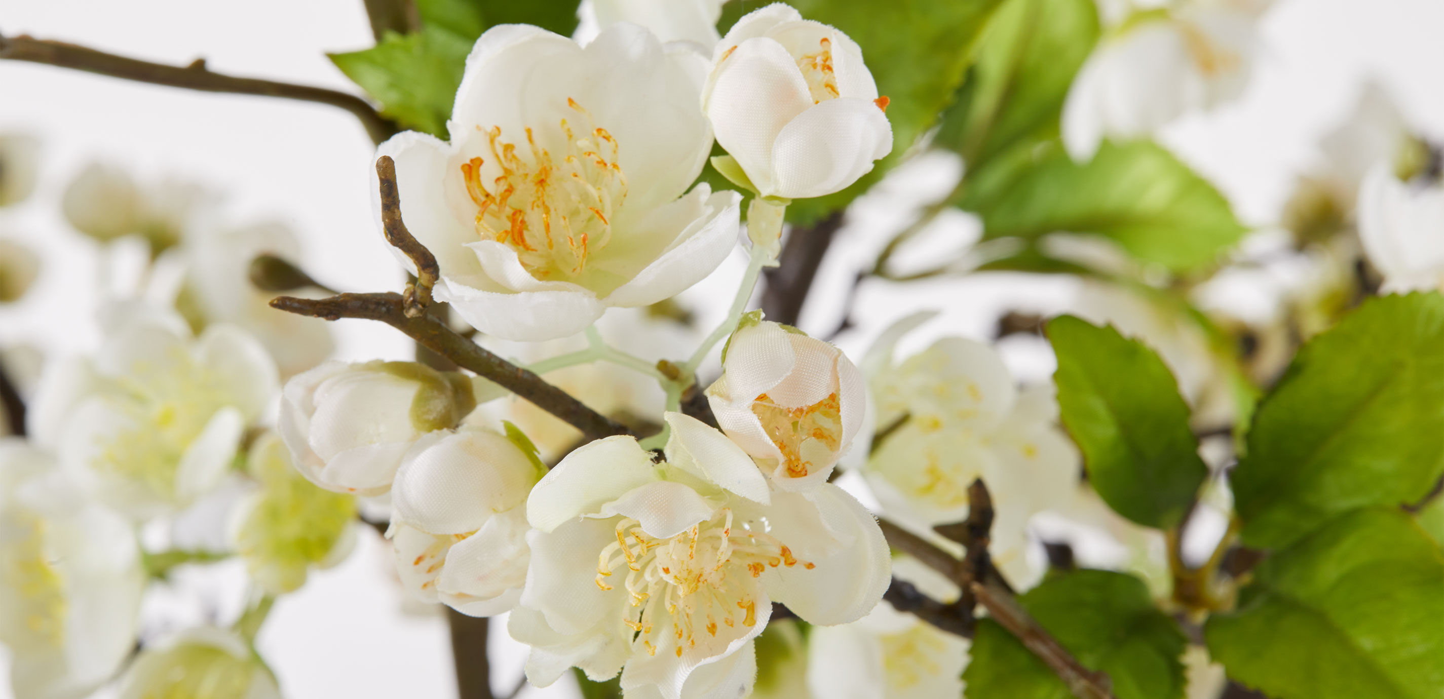 White Plum Blossom Arrangement in Tall Vase_5