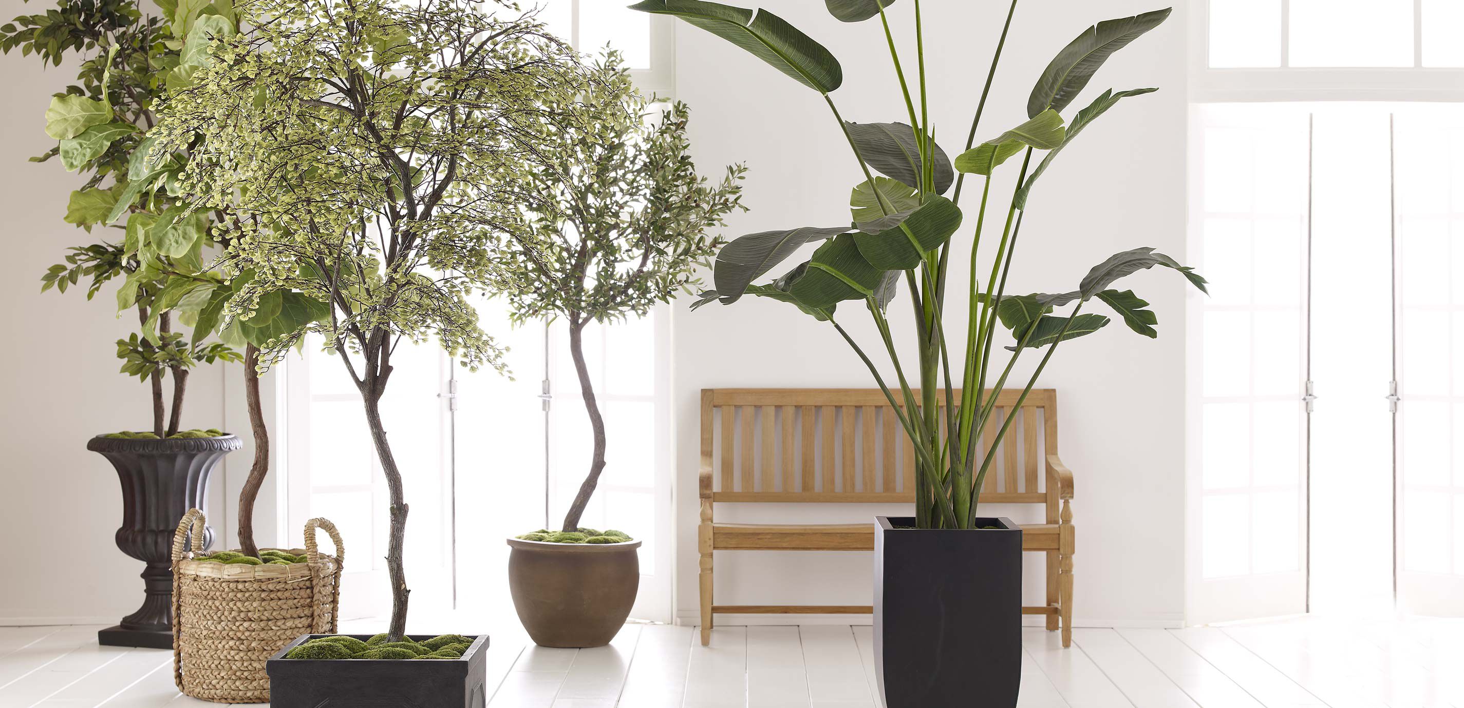 Traveler's Palm in Tapered Urn, 7.5ft_4