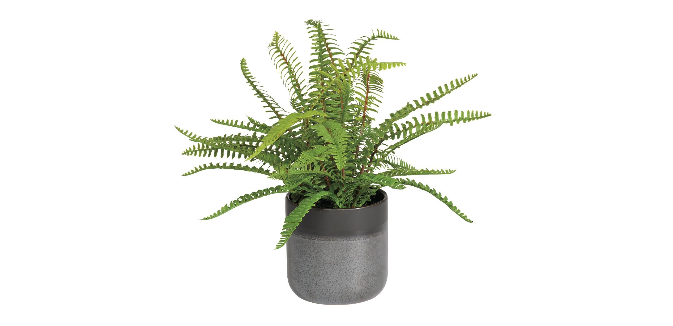 Boston Fern in Black Vase_2