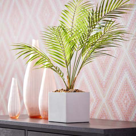 Palm in Square White Pot Product Tile Hover Image 443733