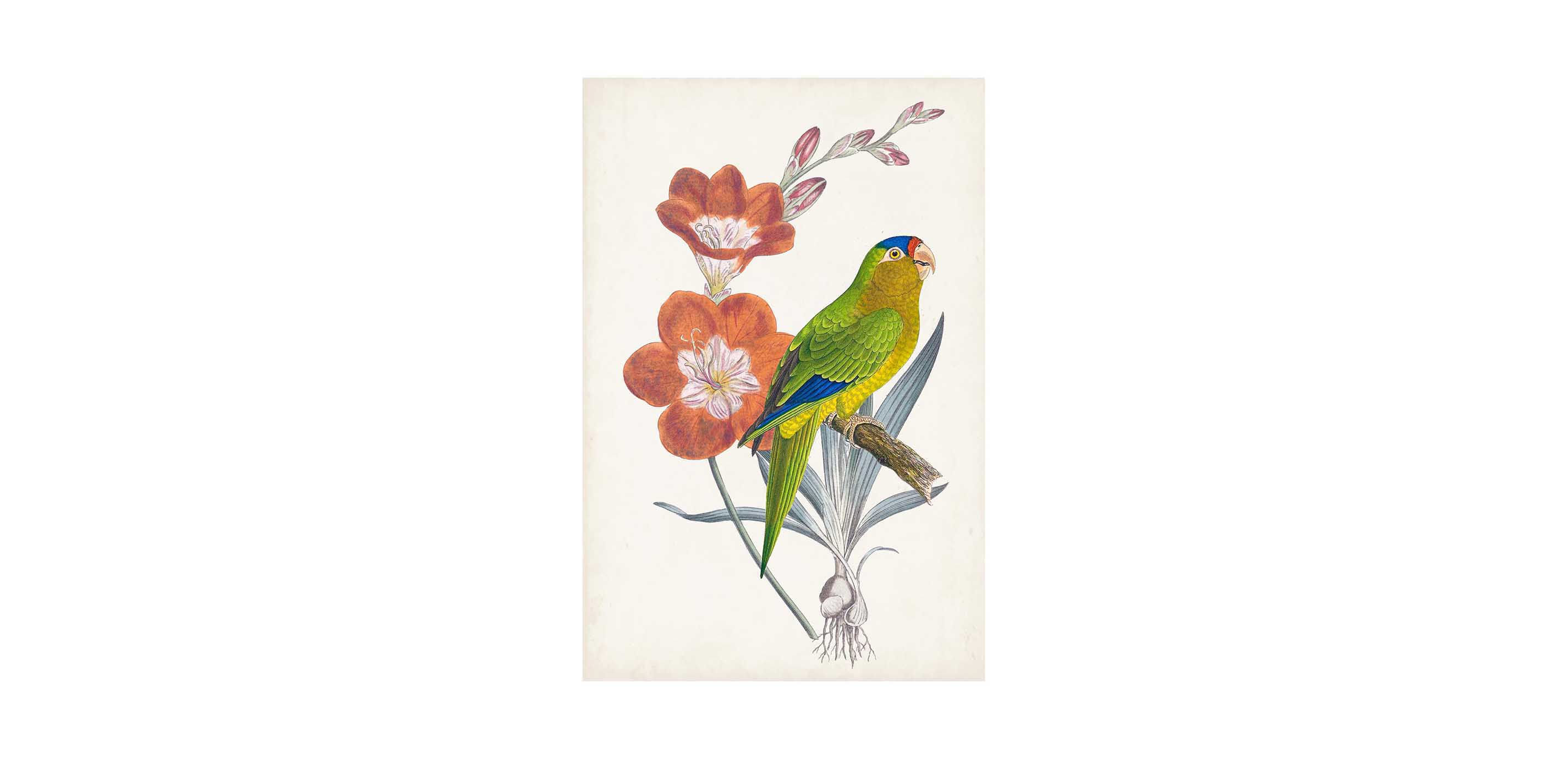 Tropical Bird & Flower III