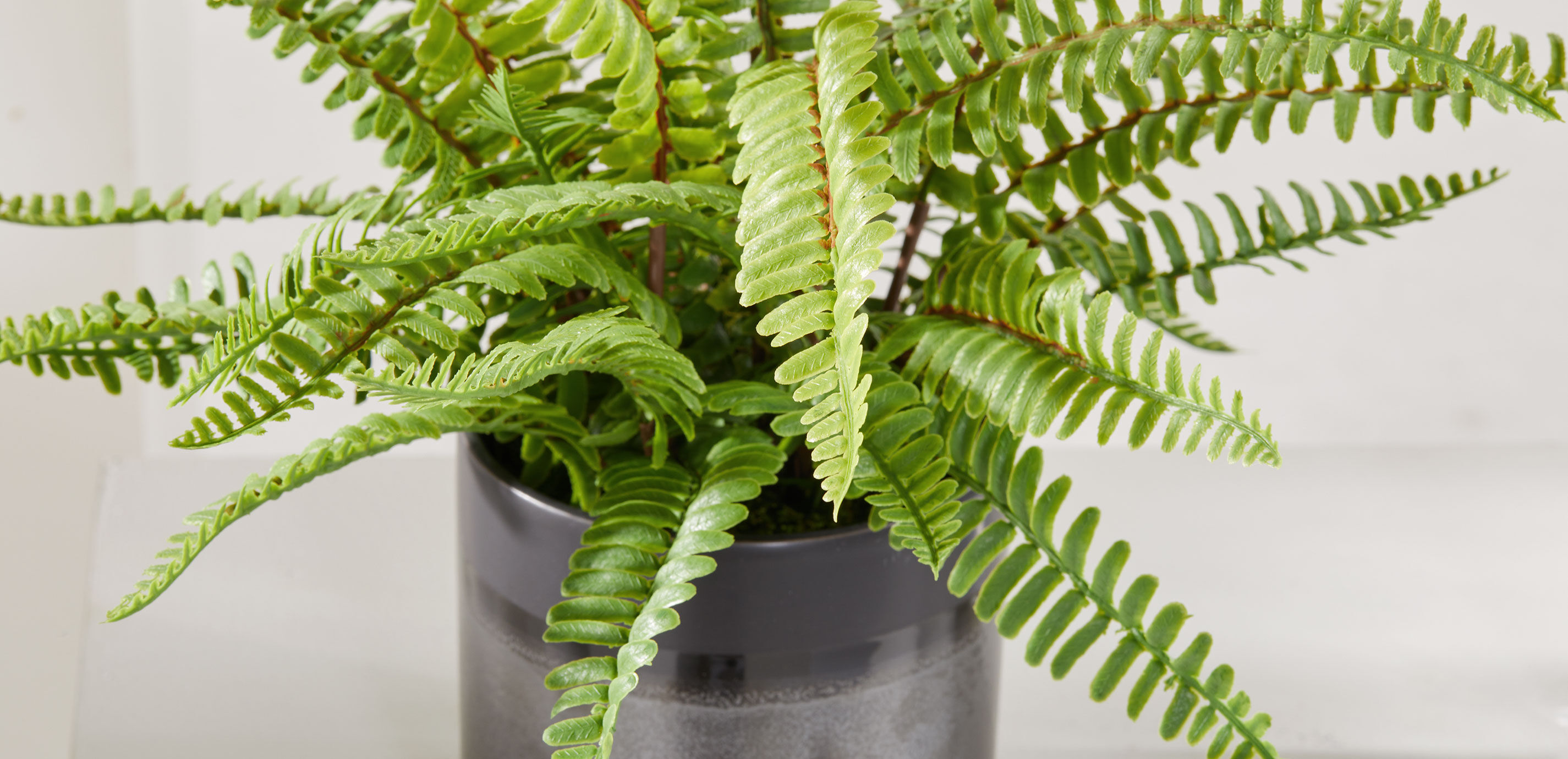 Boston Fern in Black Vase_6