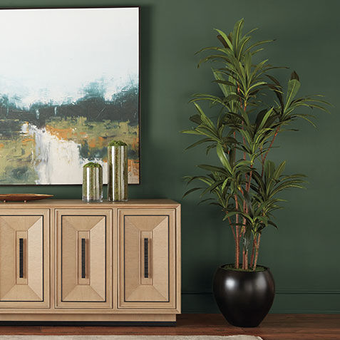 Dracaena Tree Product Tile Hover Image 443794MST