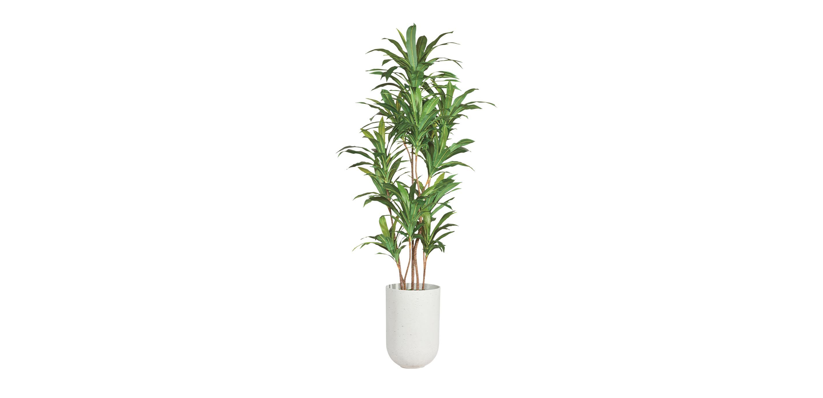Dracaena Tree