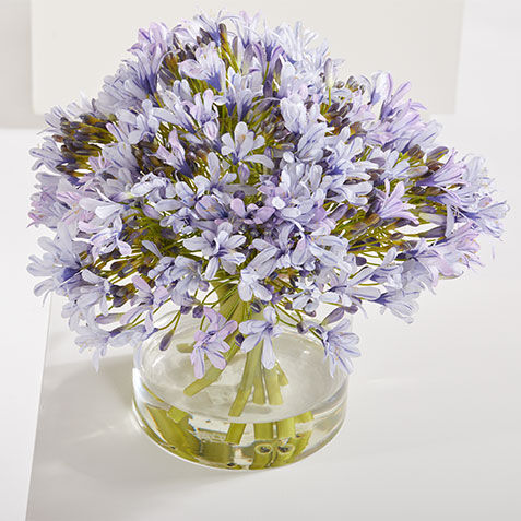 Blue Agapanthus Bouquet in Cylinder Vase Product Tile Hover Image 443779   PRP