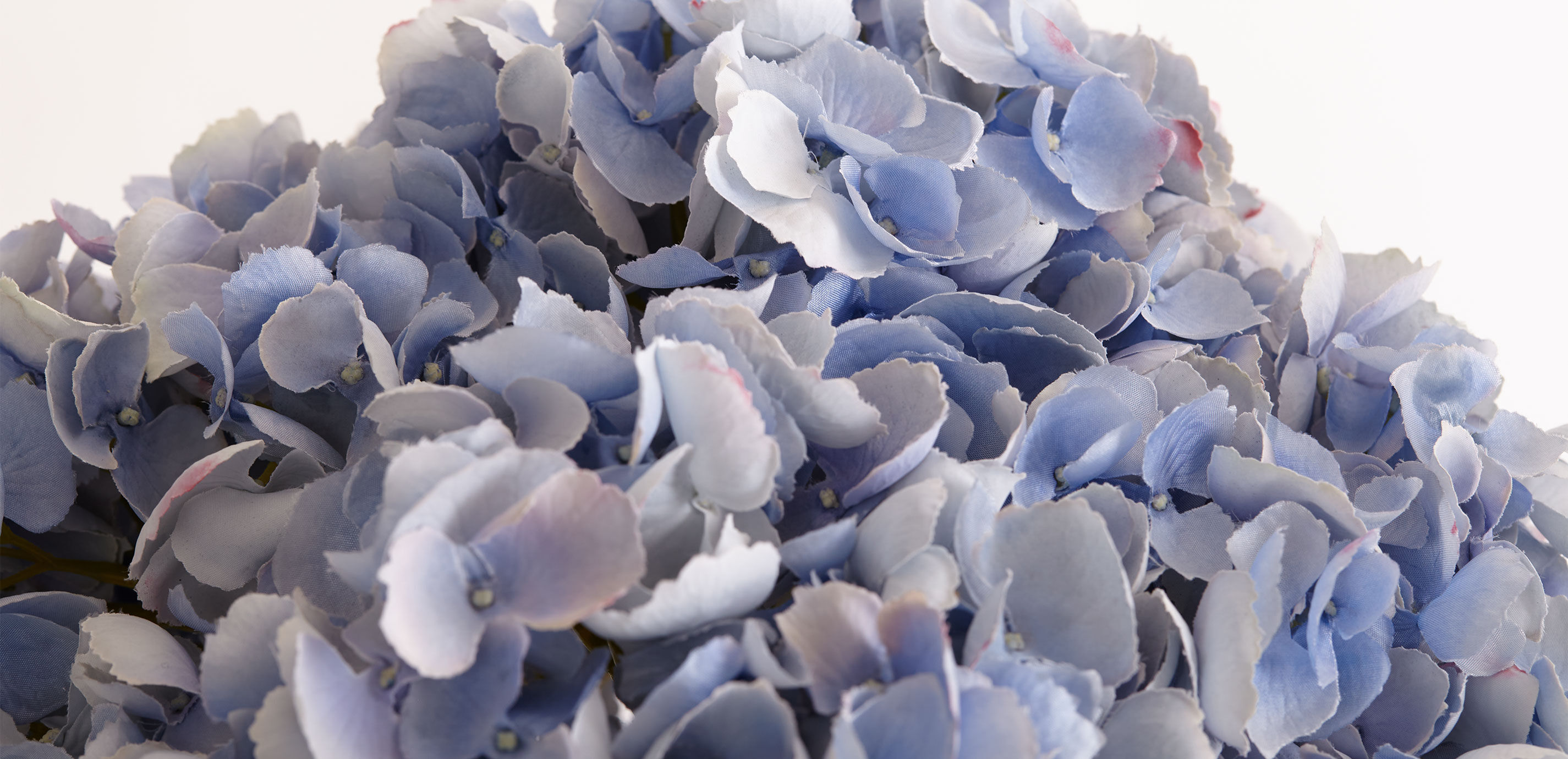 Blue Hydrangea Watergarden_1