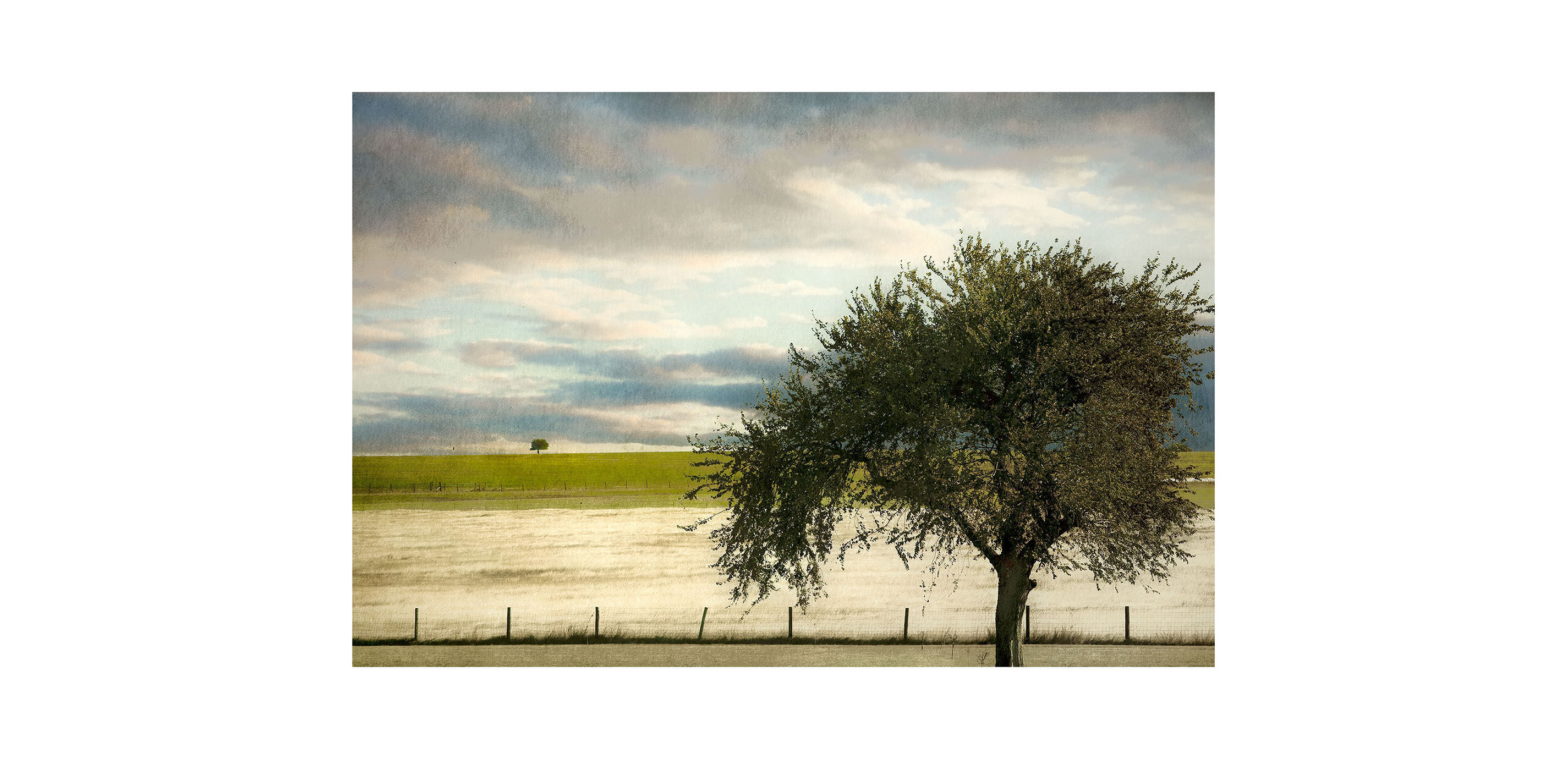 Big Tree Little Tree