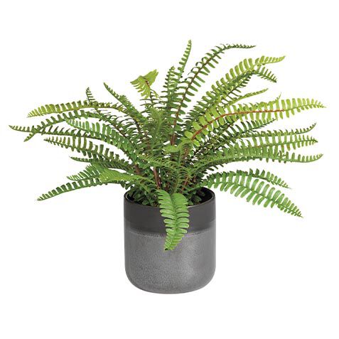 Boston Fern in Black Vase image