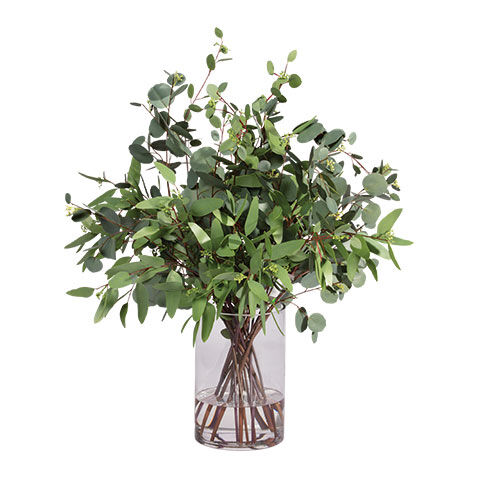 Eucalyptus in Cylinder Vase image