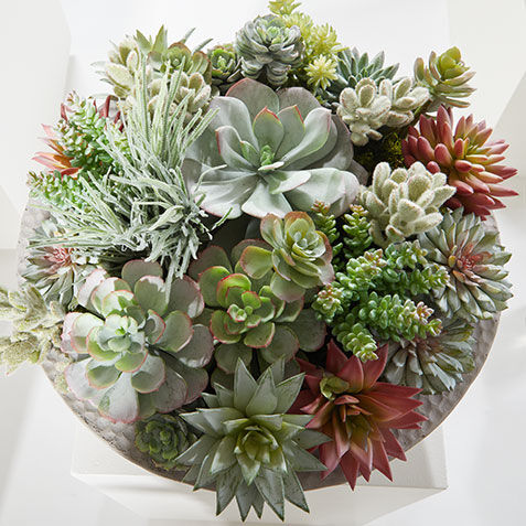 Mixed Succulents in Gray Bowl Product Tile Hover Image 443776   GRN