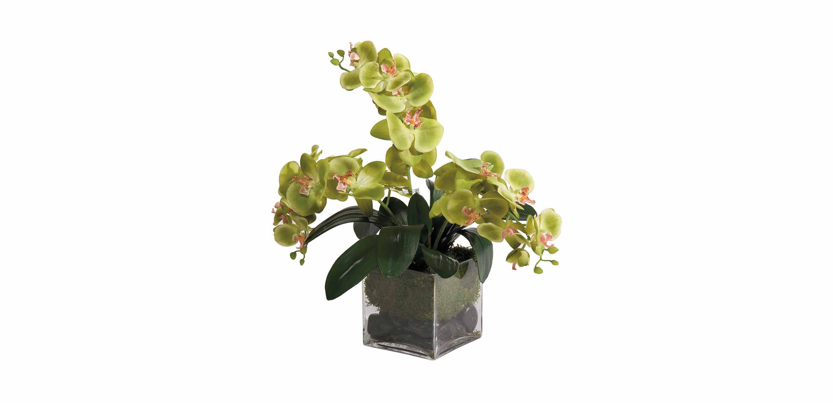Green Phalaenopsis Orchids