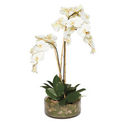 Triple Phalaenopsis in Glass Recommended Product