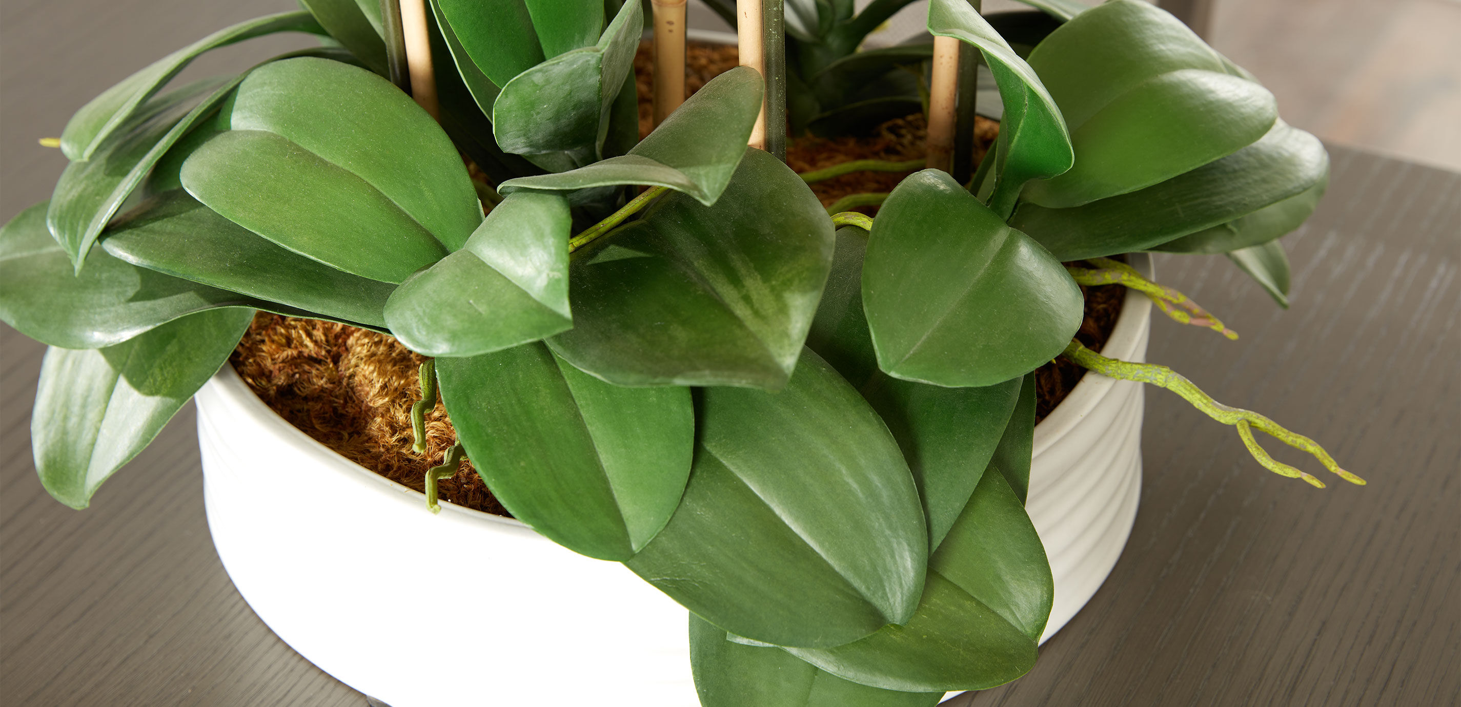 Phalaenopsis in Ceramic Bowl_1