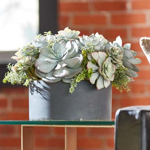 Mixed Succulents in Round Tray Product Tile Hover Image 442227