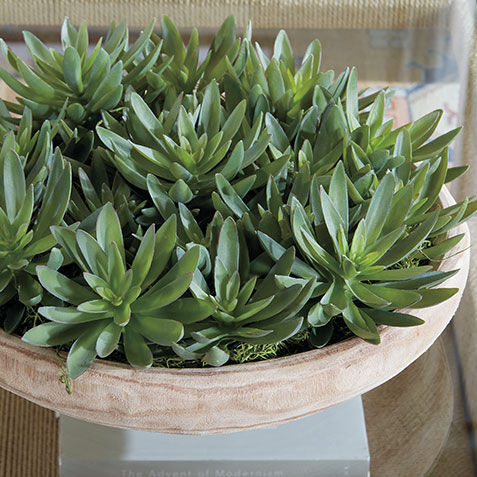 Succulent Centerpiece in natural wood bowl Product Tile Hover Image 443790   GRN