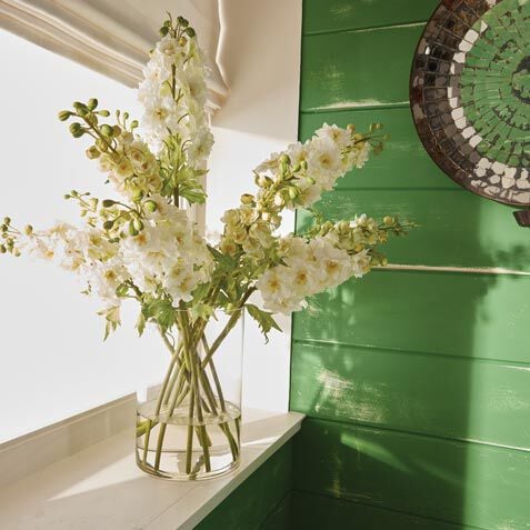 Delphinium Watergarden Product Tile Hover Image 446633