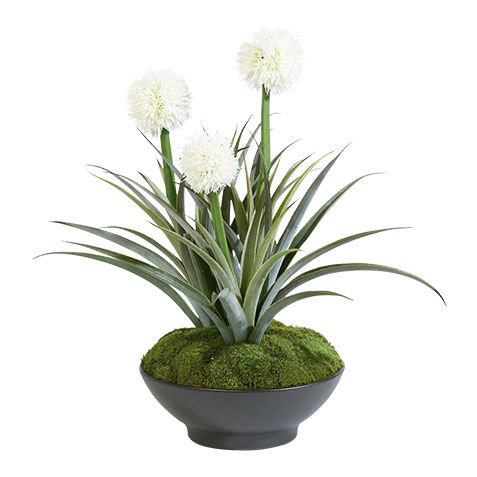 Jardin Pandanus image