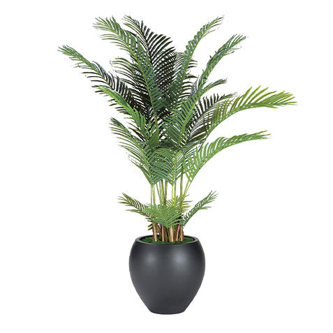 Areca Palm Tree image