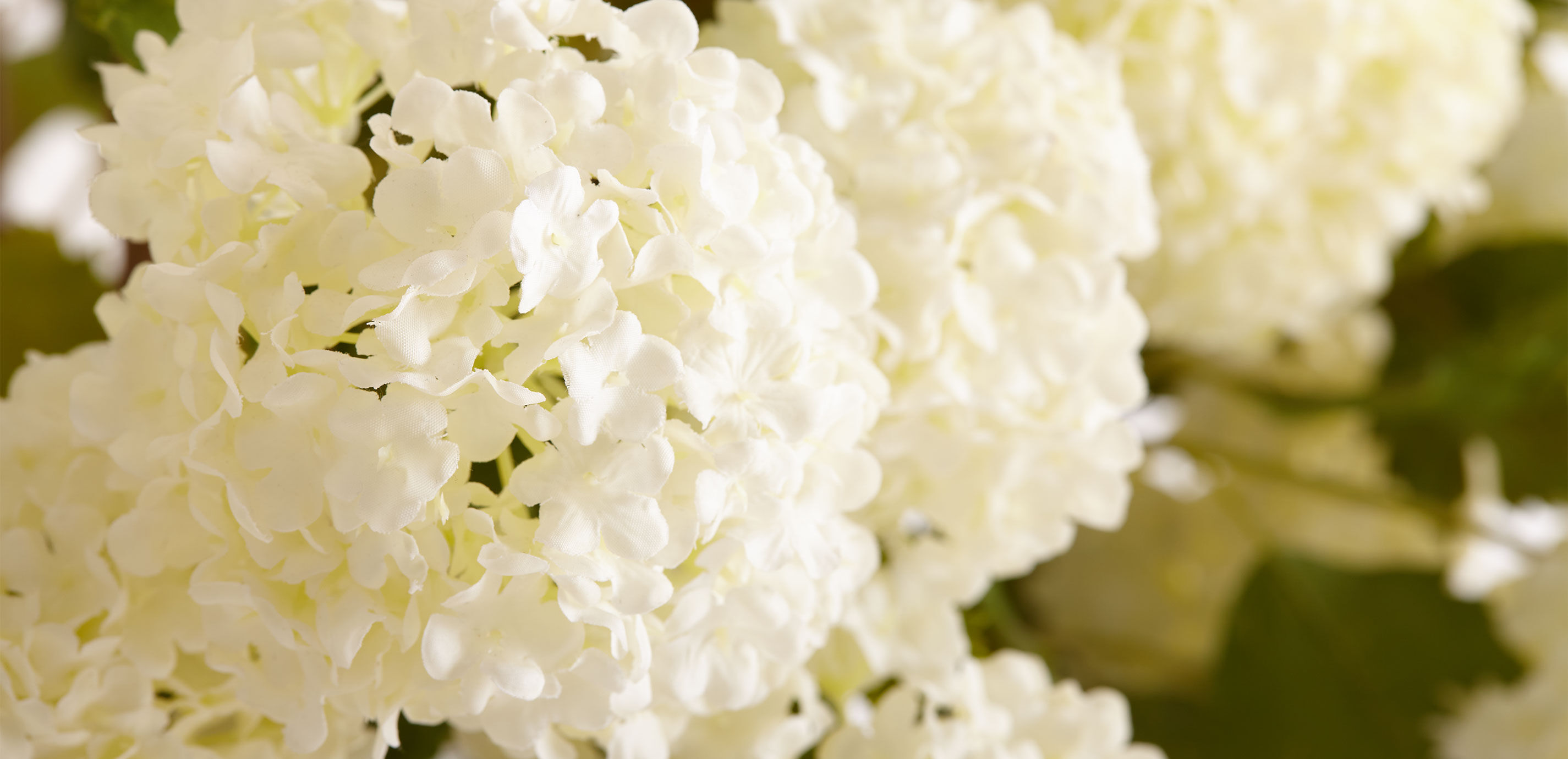 White Snowball Watergarden_1