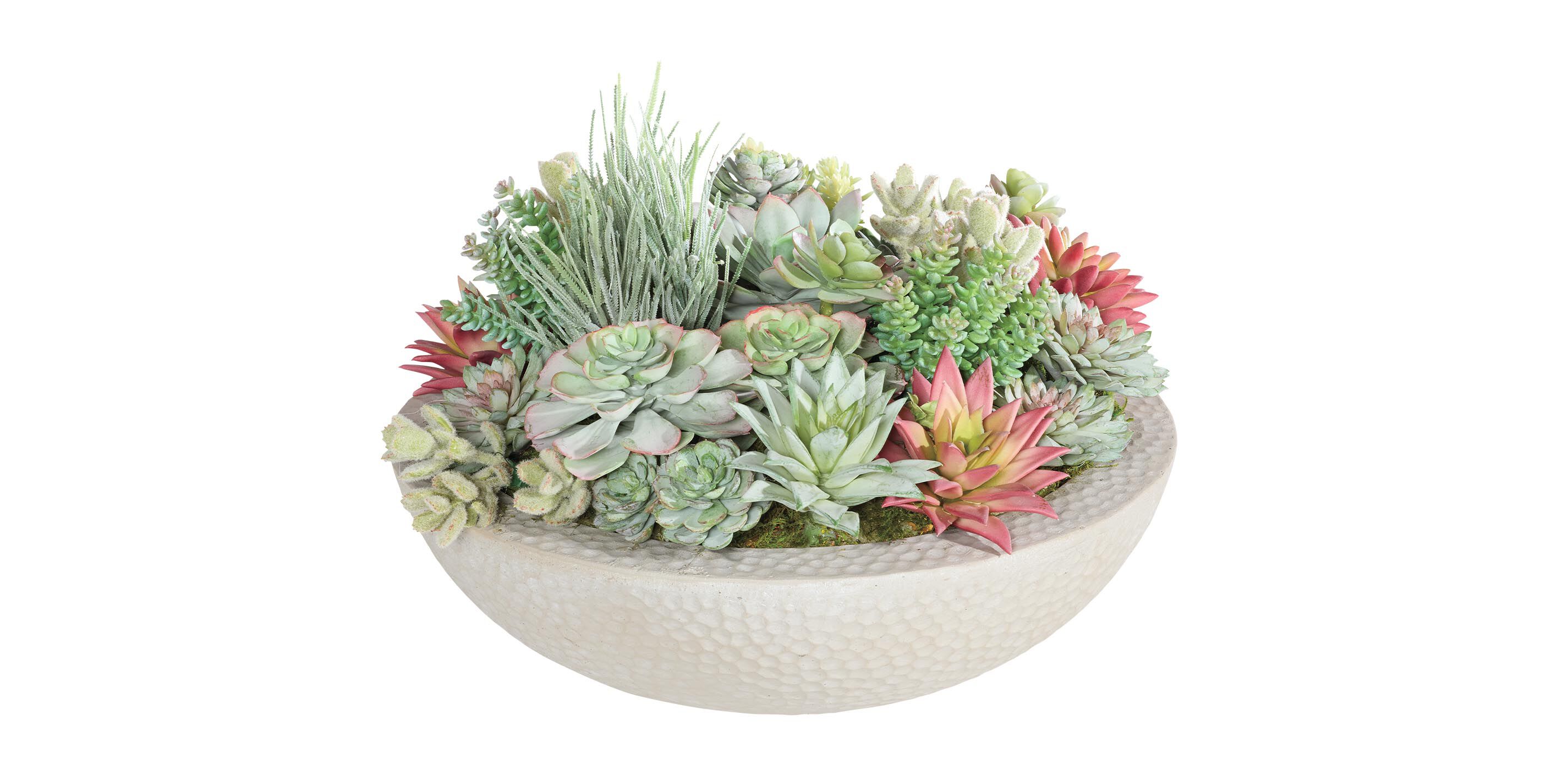 Mixed Succulents in Gray Bowl_2