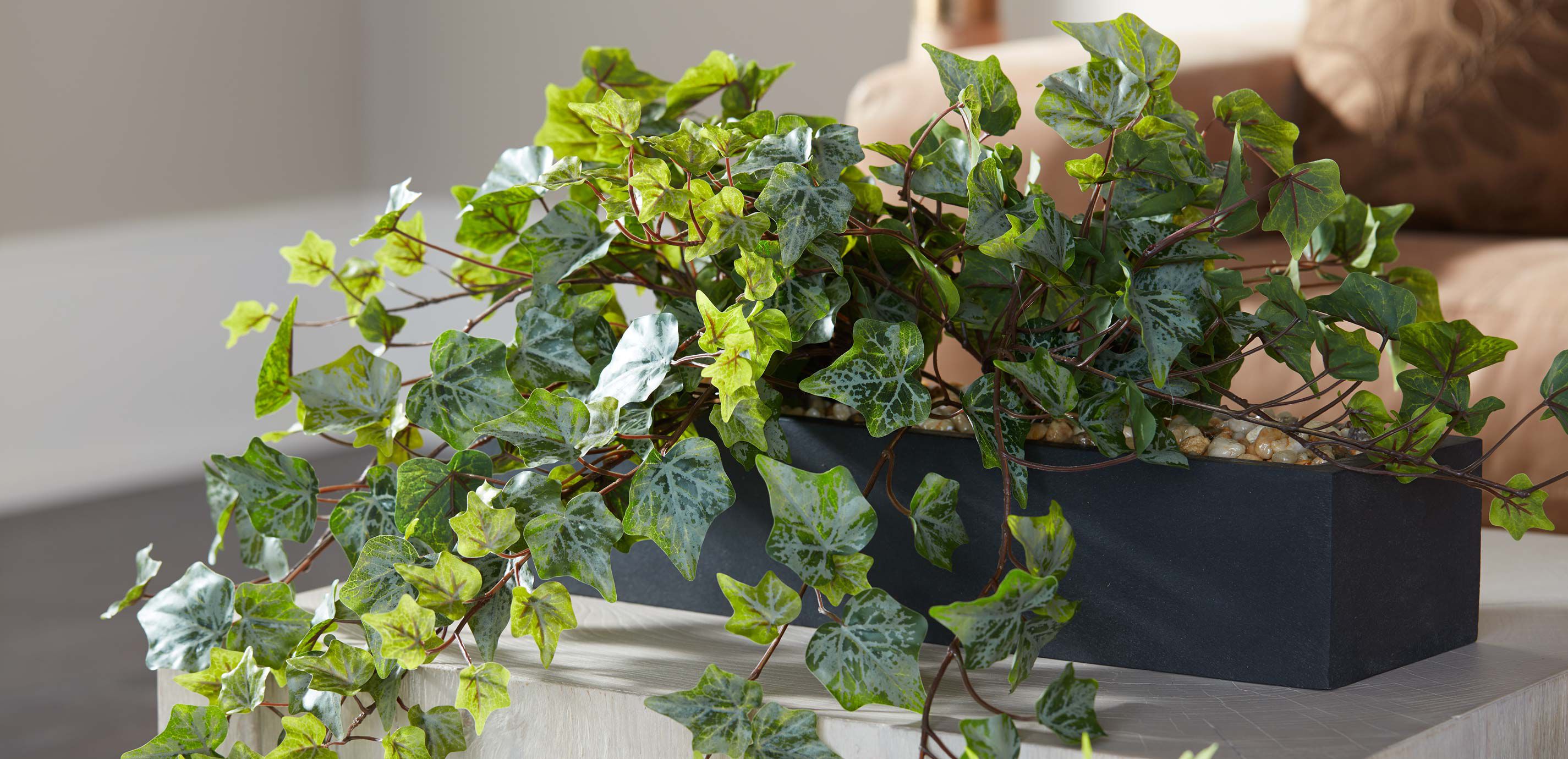 Linear Ivy with Stone_1