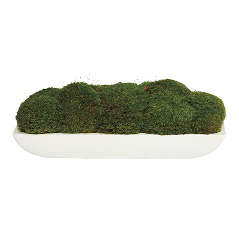 Moss in Linear White Bowl image
