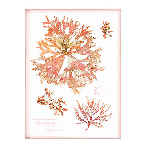 Coral Pressings I image