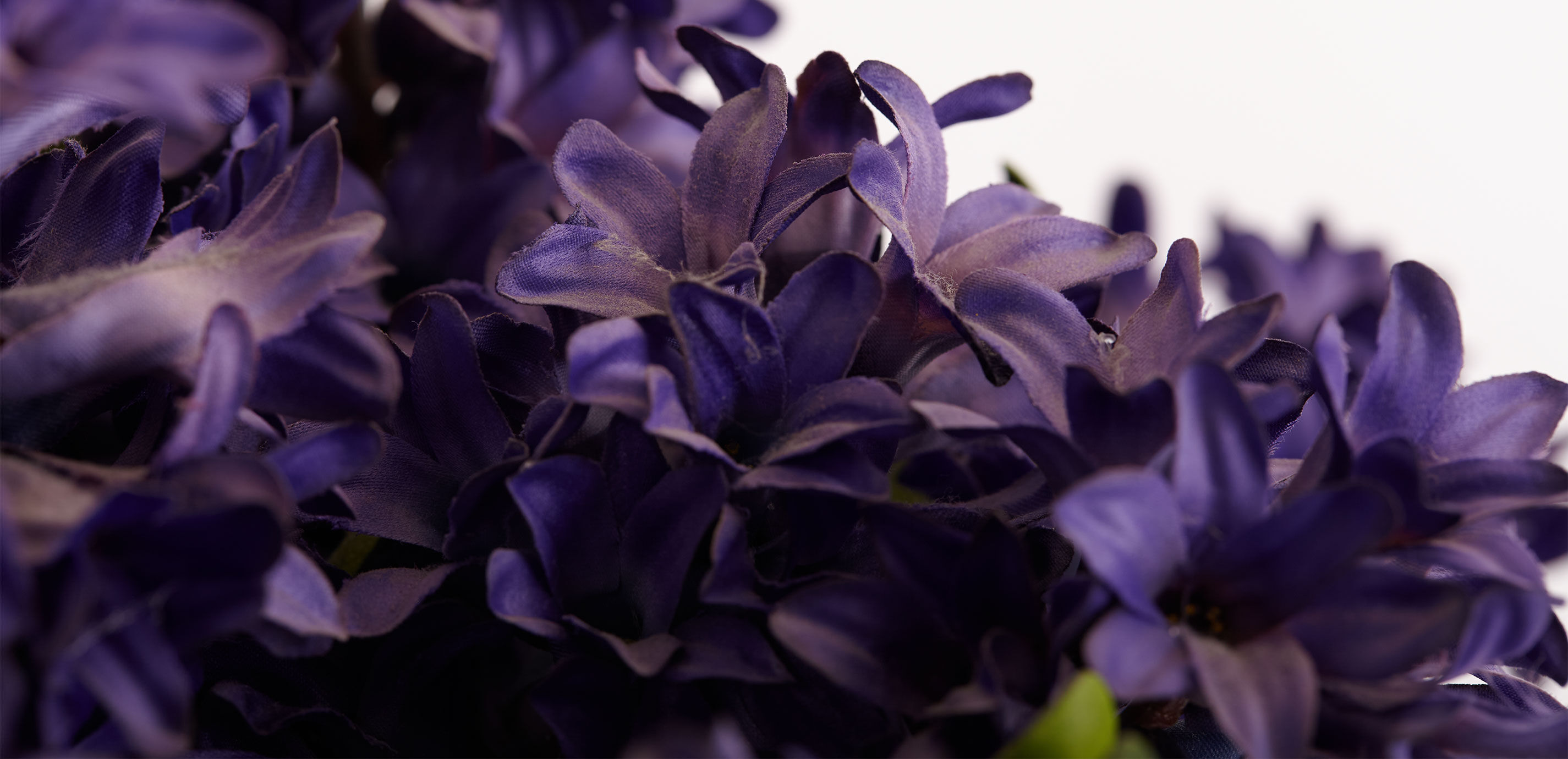 Purple Hyacinth Watergarden_1