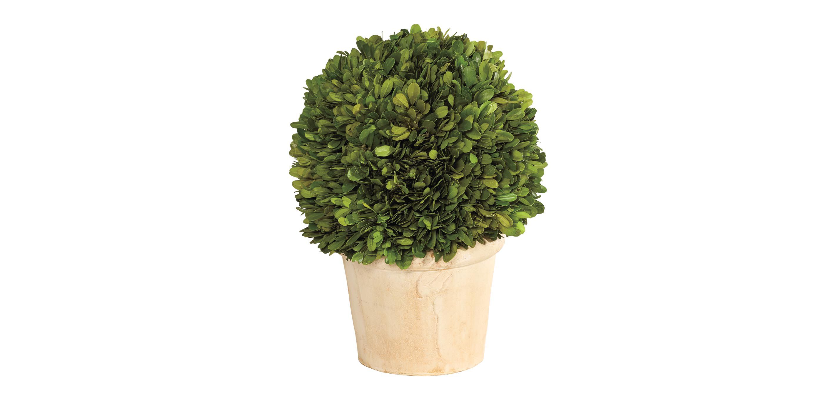 bushdebrunt brunt 3HANDRED エッジパッド 25オリーブ Small Faux Boxwood Plant in Ivory Pot | Ethan Allen