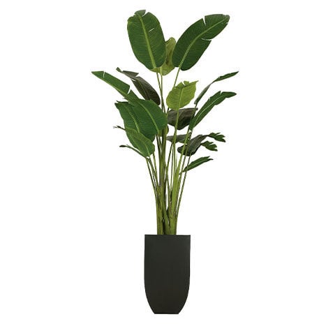 Traveler's Palm Tree image 443704