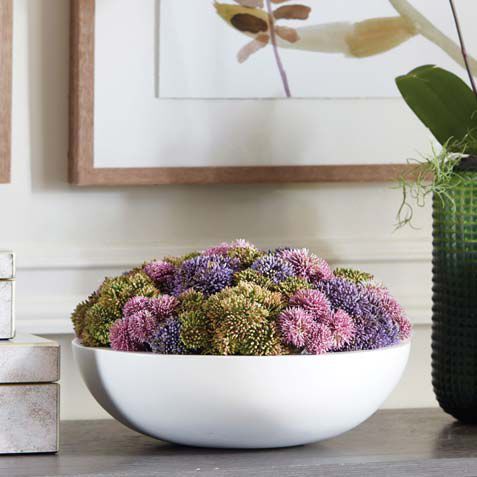 Succulents in Round White Bowl Product Tile Hover Image 443734