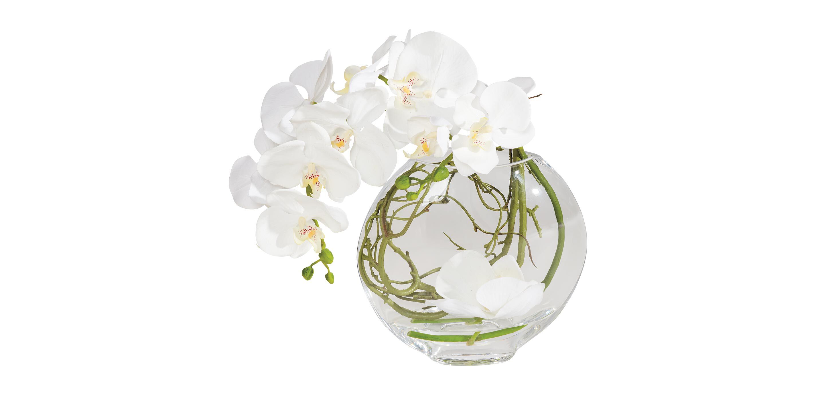 Orchid in Glass Vase