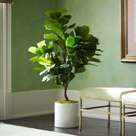 Fiddle-Leaf Tree in White Pot Product Tile Hover Image 443736