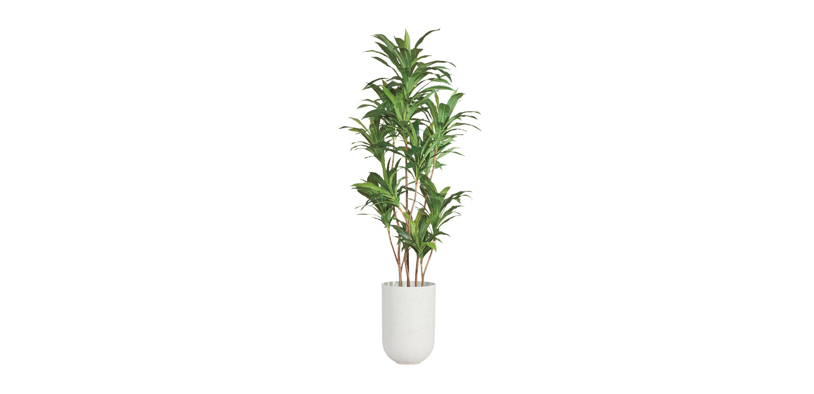 Dracaena Tree_2