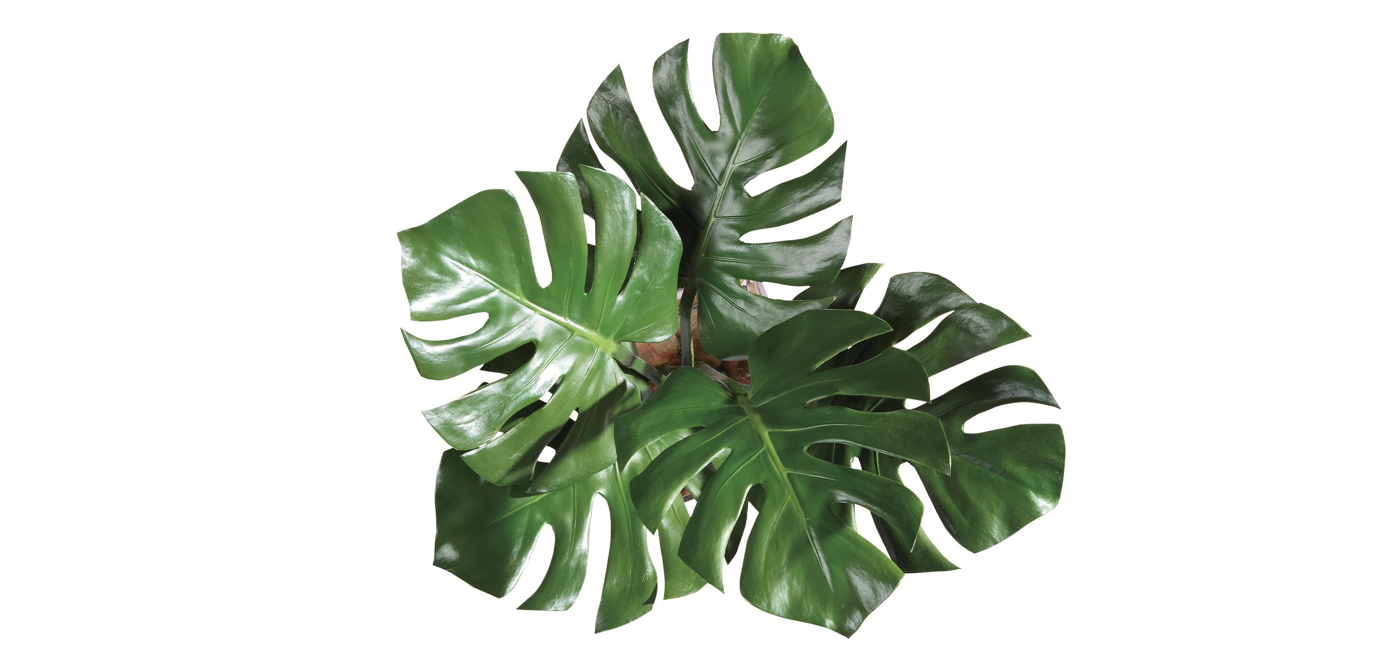 Tropical Leaf Watergarden_2