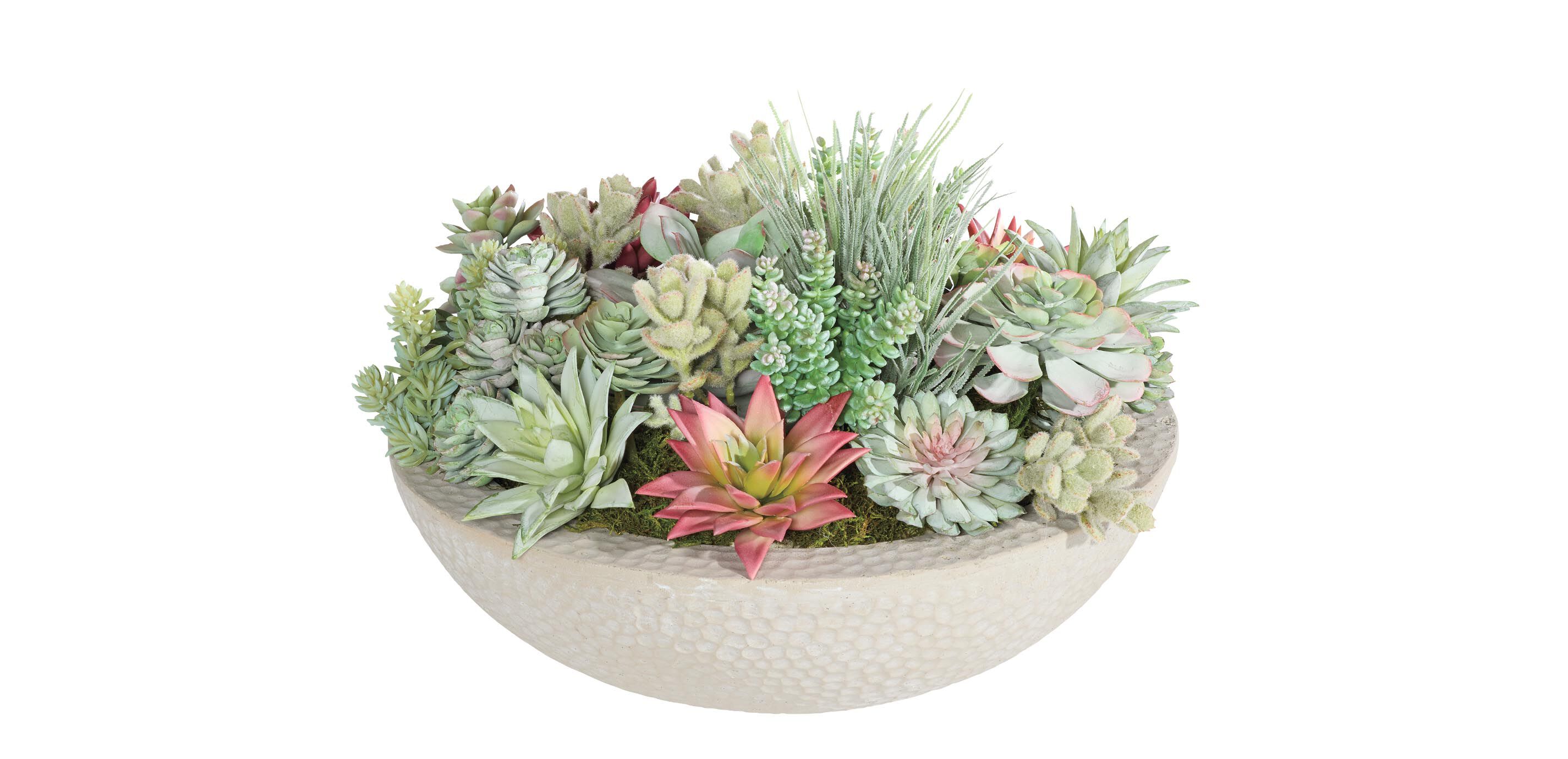 Mixed Succulents in Gray Bowl_1