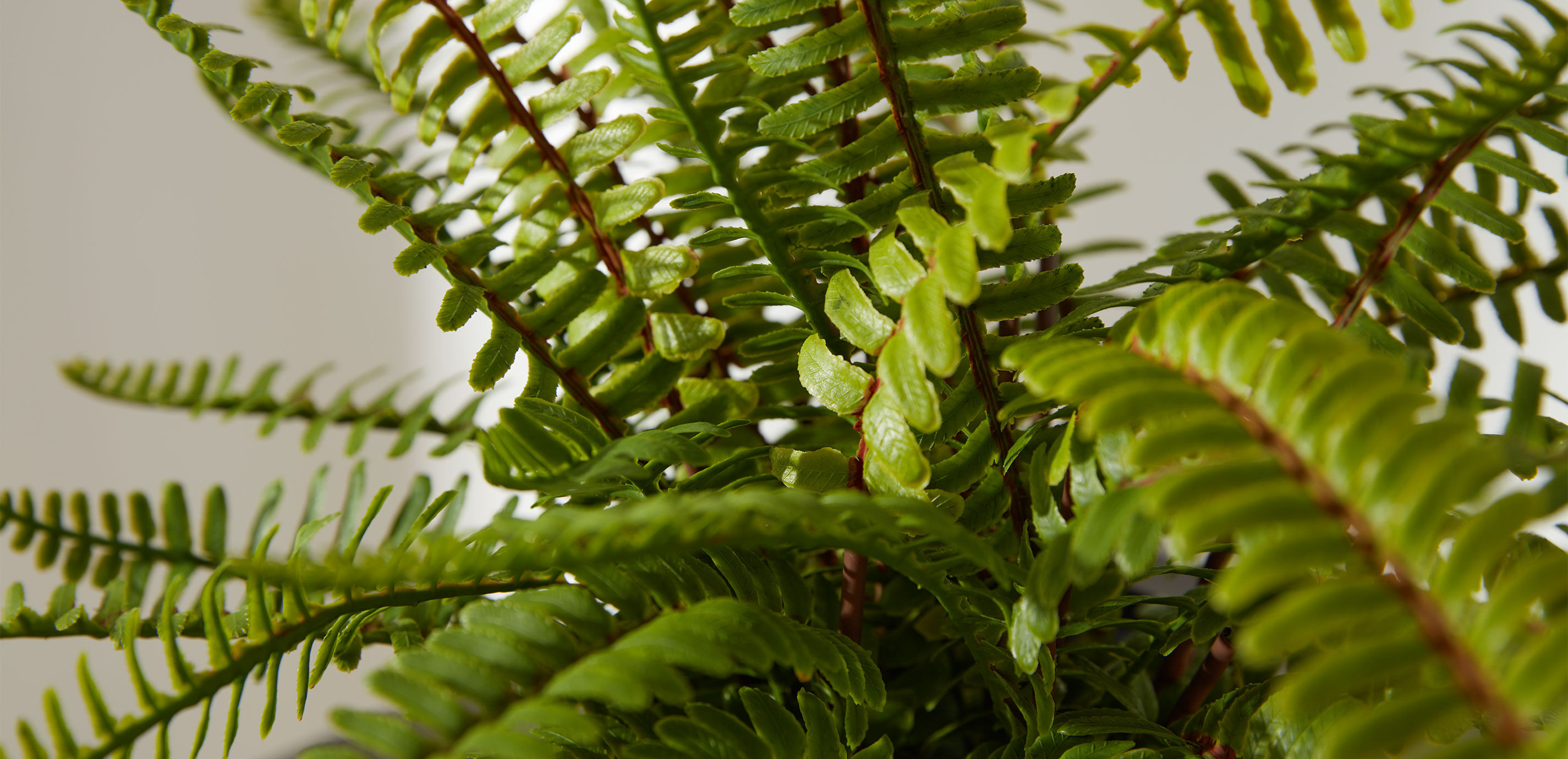 Boston Fern in Black Vase_5