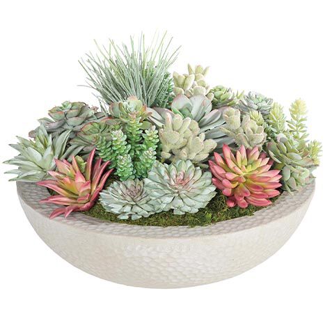 Mixed Succulents in Gray Bowl image